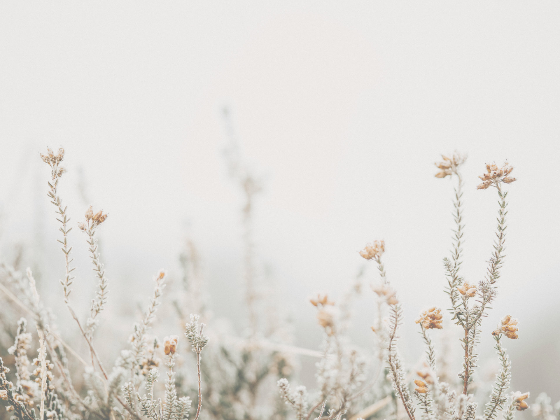 Frost covered meadow flowers