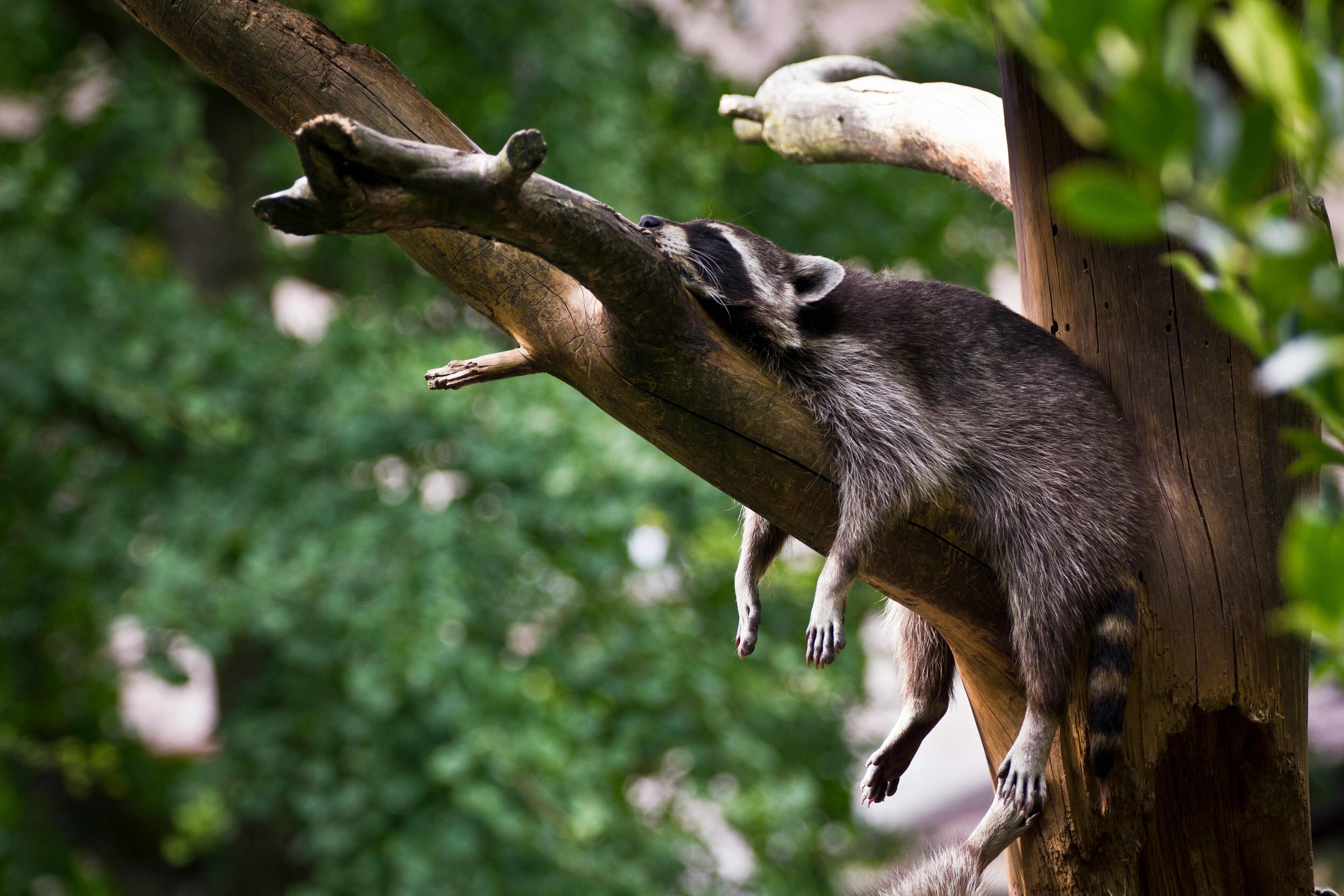 Exhausted raccoon asleep in a tree